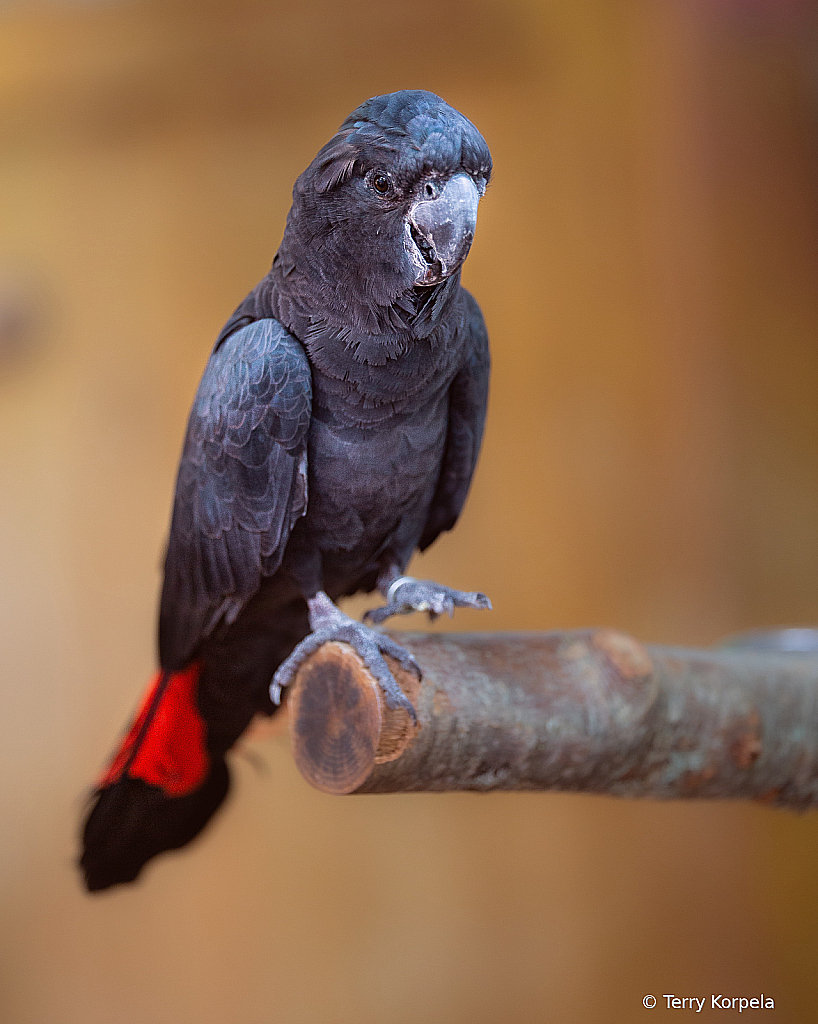 Red-tailed Black Cockatoo