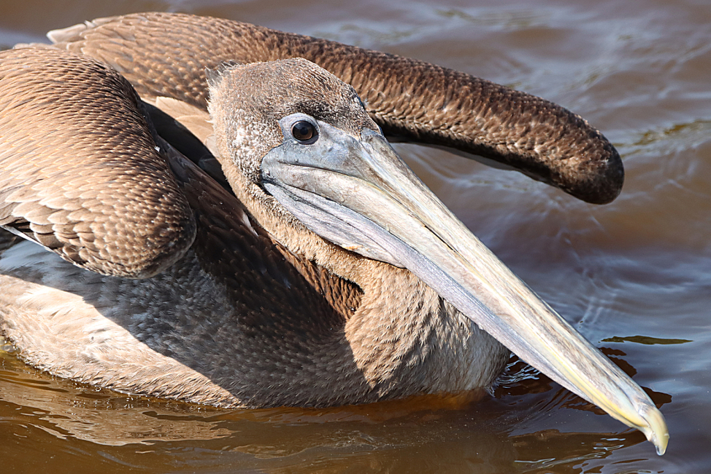 Brown Pelican