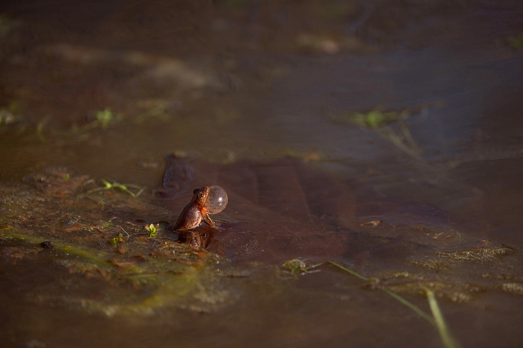 Little Peeper