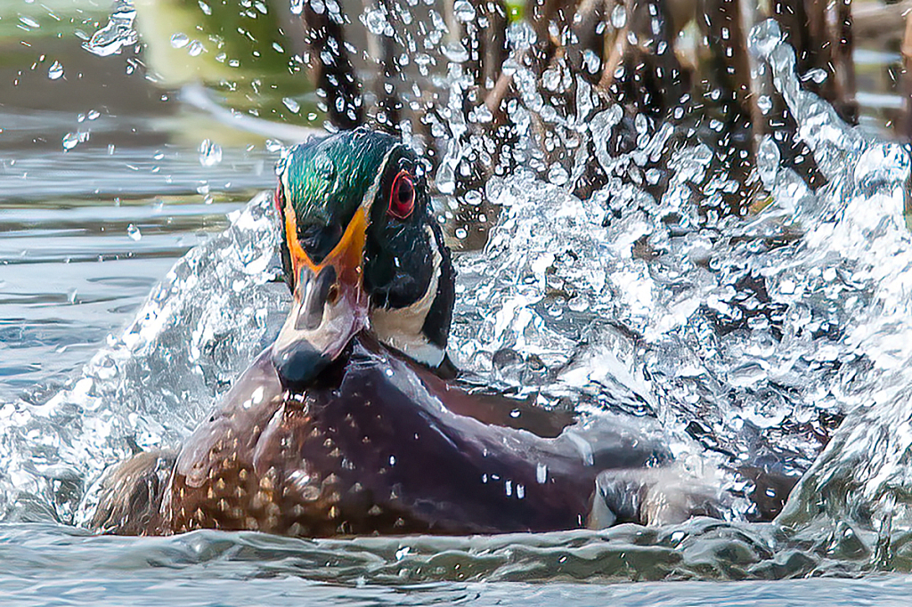 Wood Duck