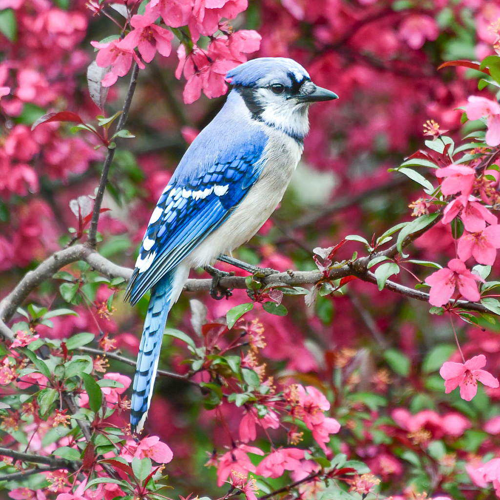 Bluejay