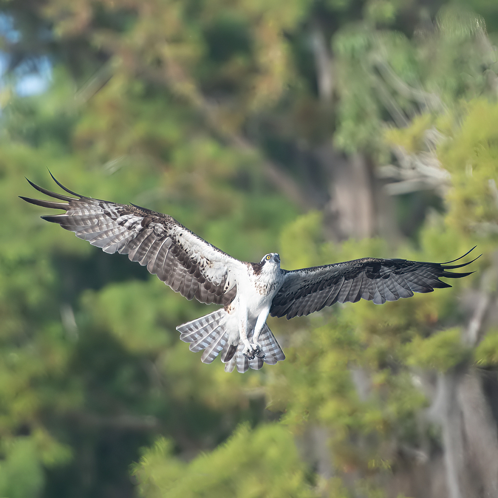 Osprey