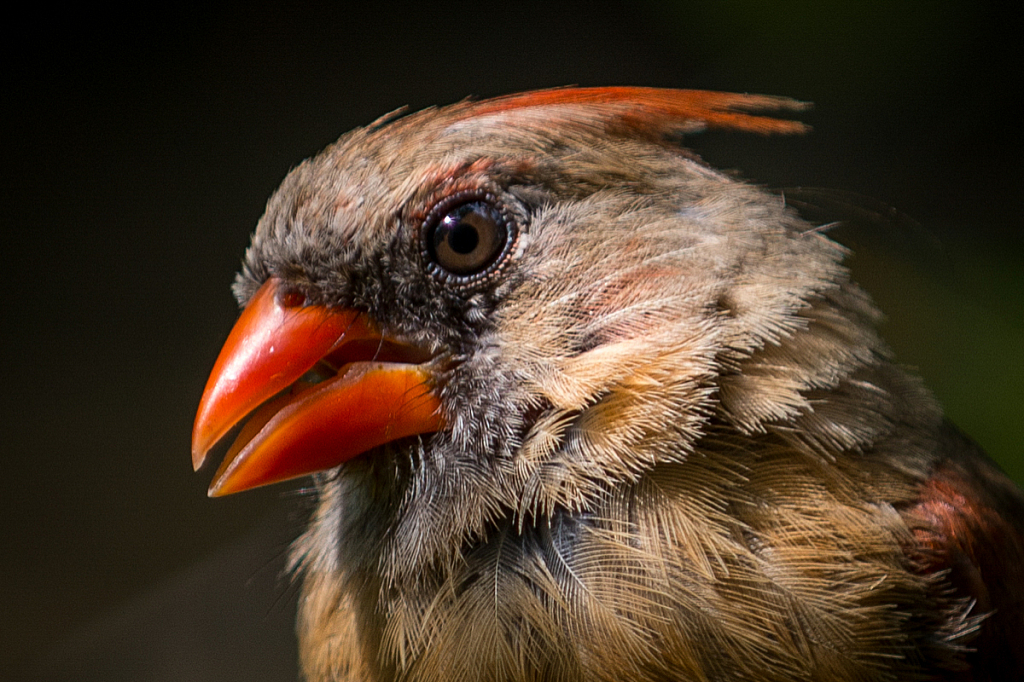 Female Northern Cardinal