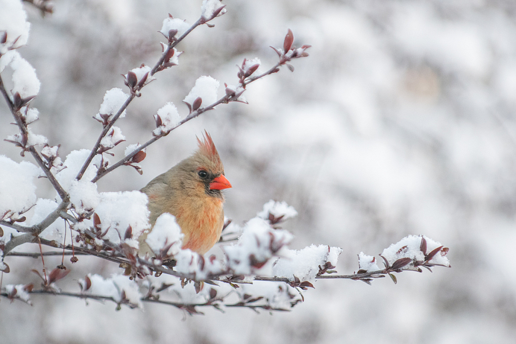 Female Northern Cardinal