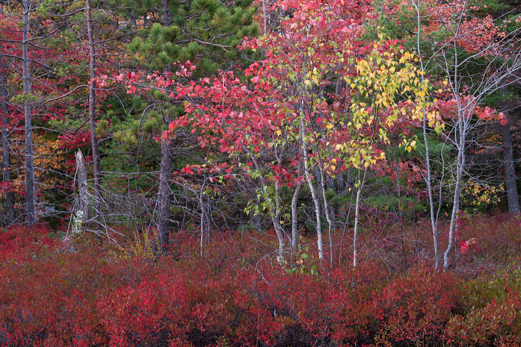 Acadia National Park