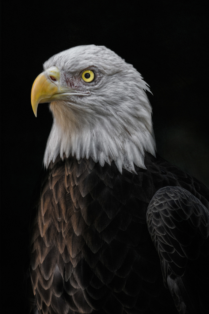 Eagle Portrait