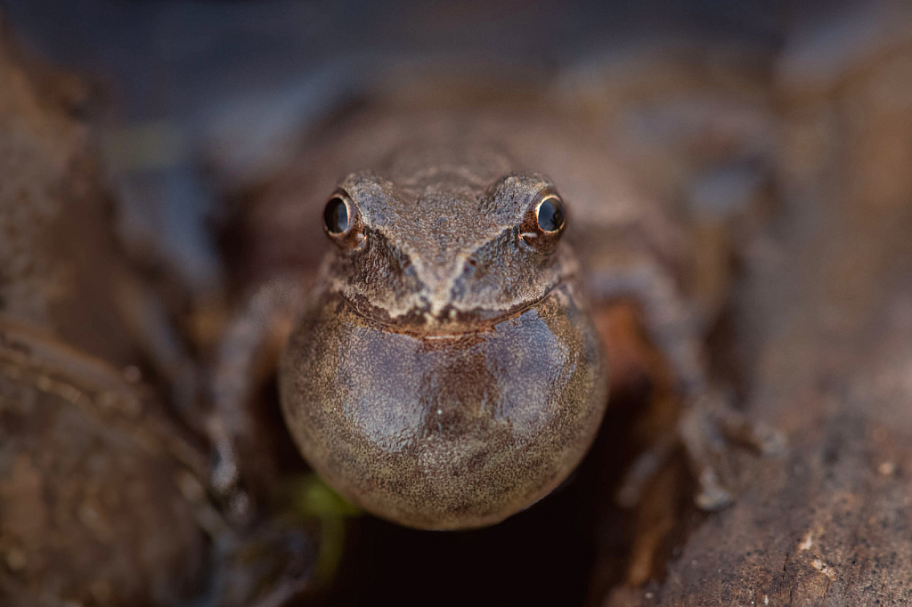 The Smiling Peeper