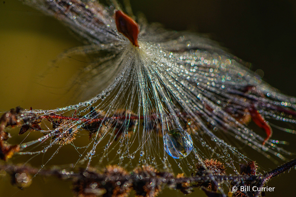 Dew on Milkweed, Cuyahoga Valley NP