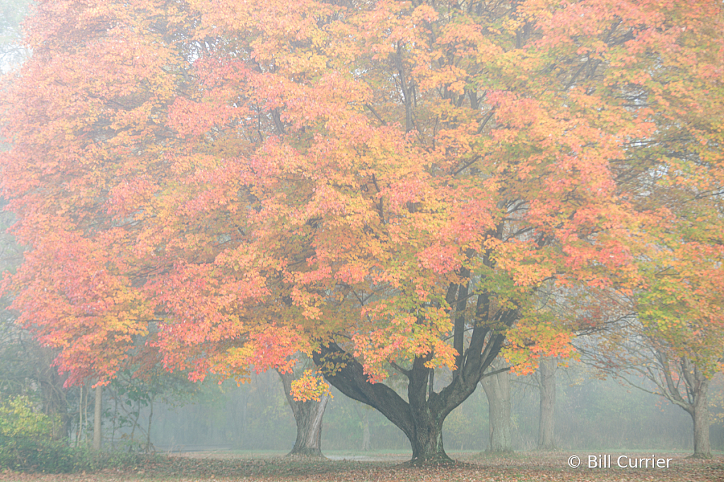 Maple in Morning Mist, Cuyahoga Valley NP