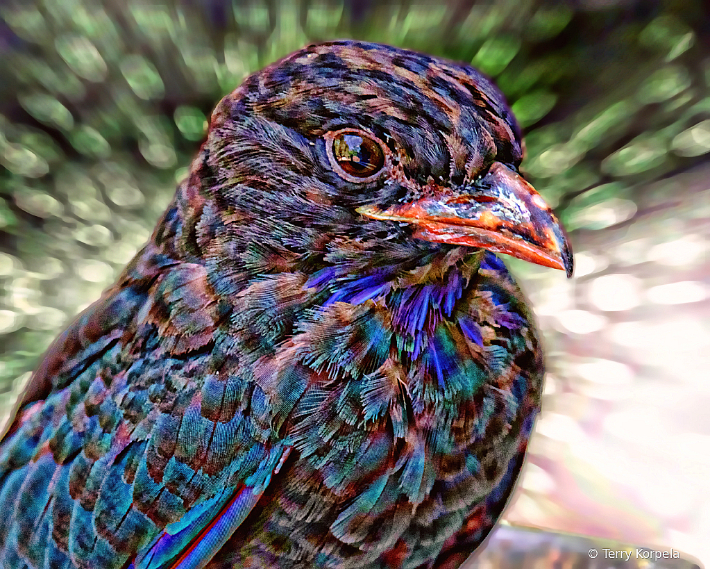 Dollarbird Abstract