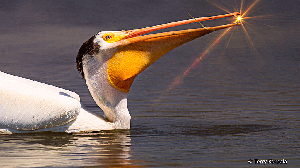 American White Pelican