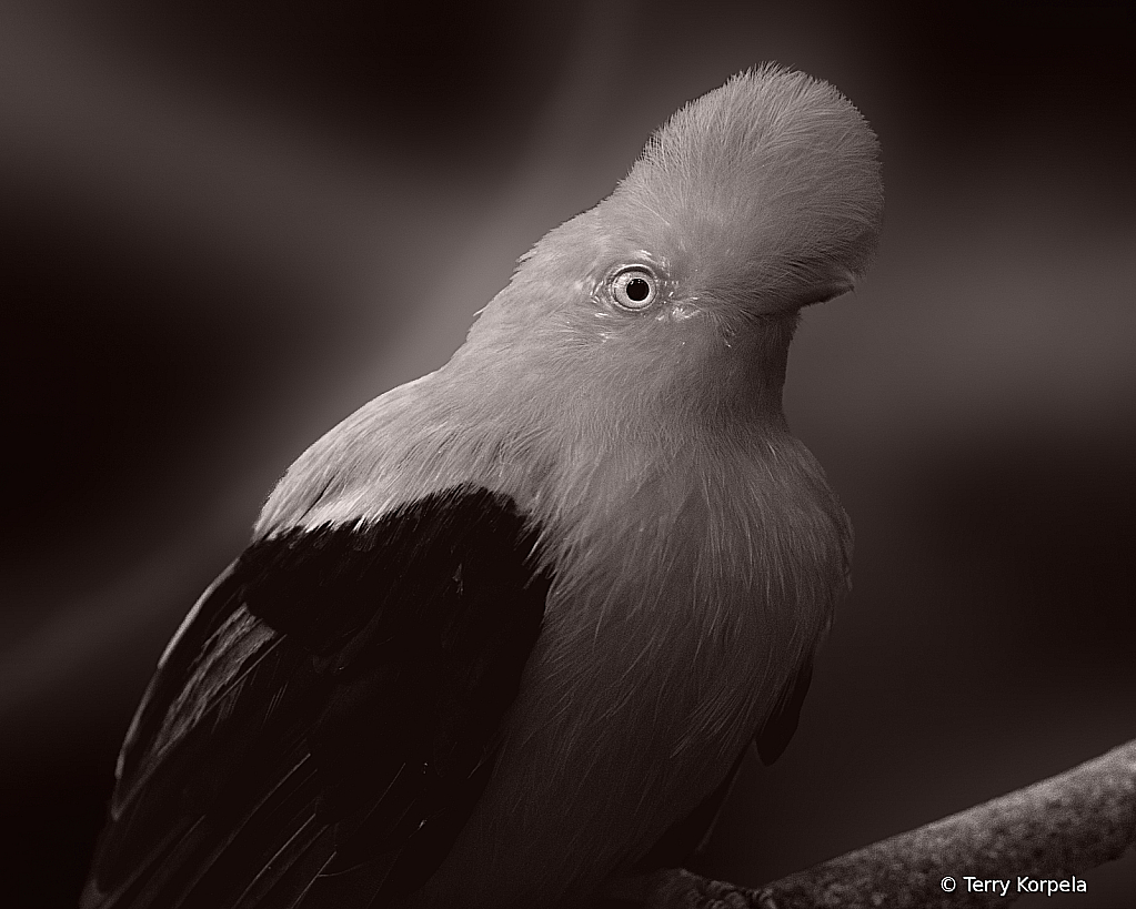 Andean Cock of the Rock (male) B&W