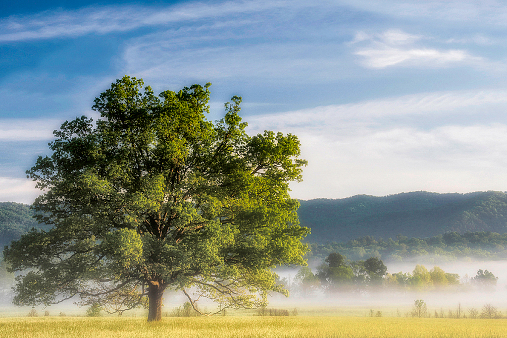 Oak Tree, Cades Cove