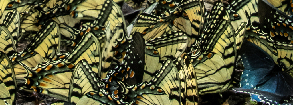 Butterfly Wings