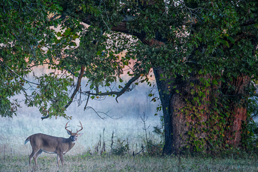 Buck in Cades Cove