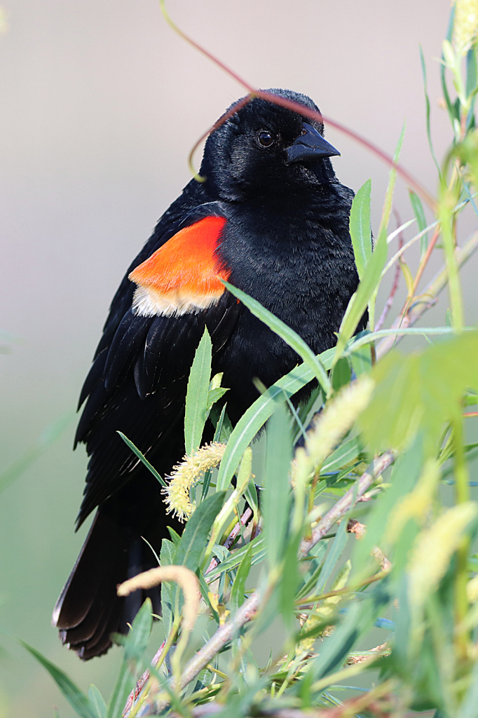 Red-winged Black Bird 2