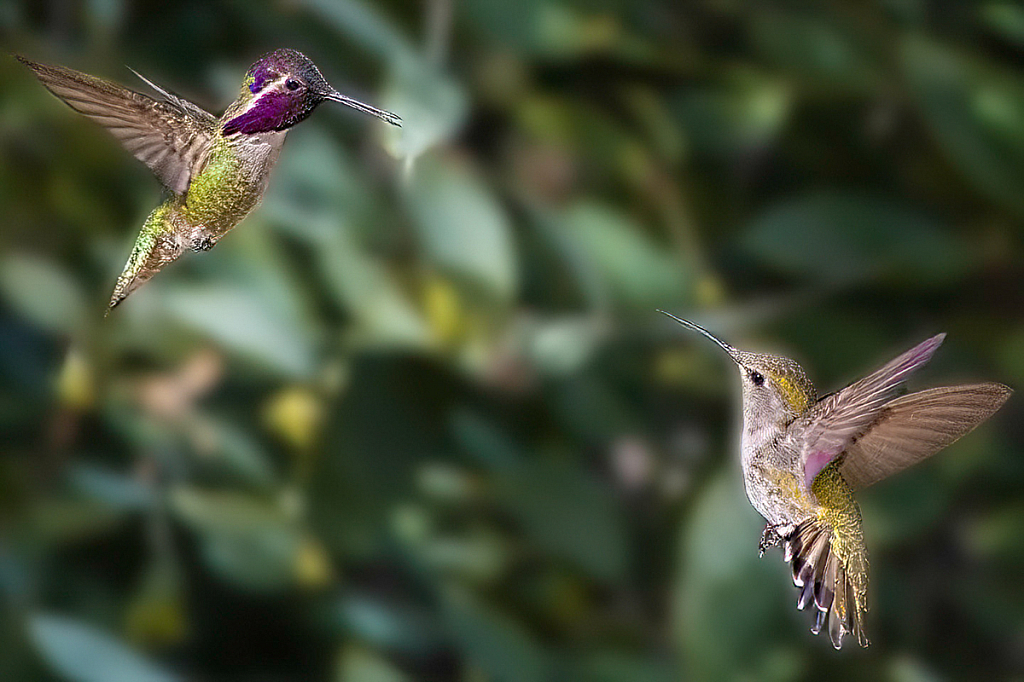 Humming Bird Courtship Dance