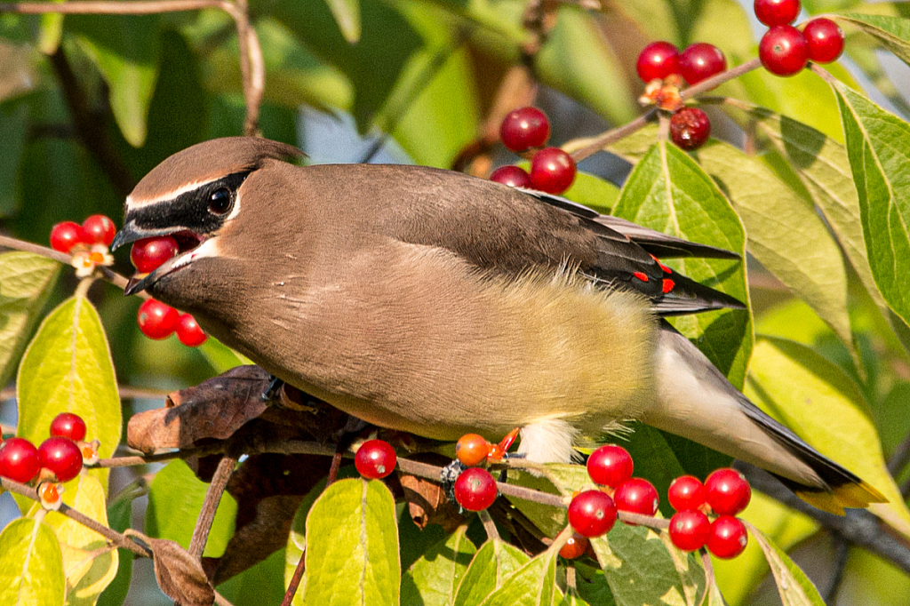 Cedar Waxwing