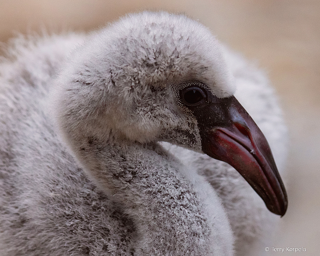 Young Flamingo