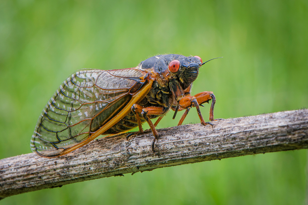 Cicada