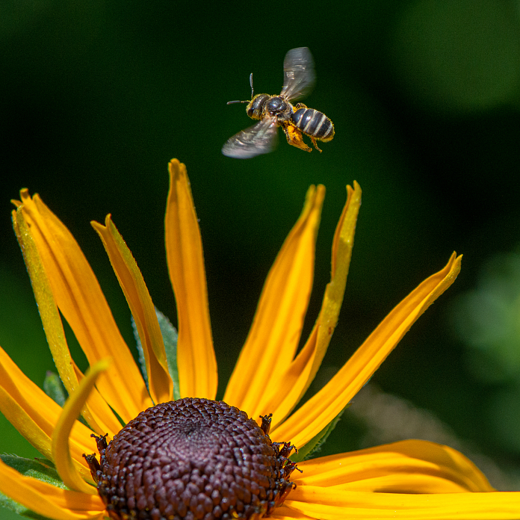 Bee and Blackeyed Susan