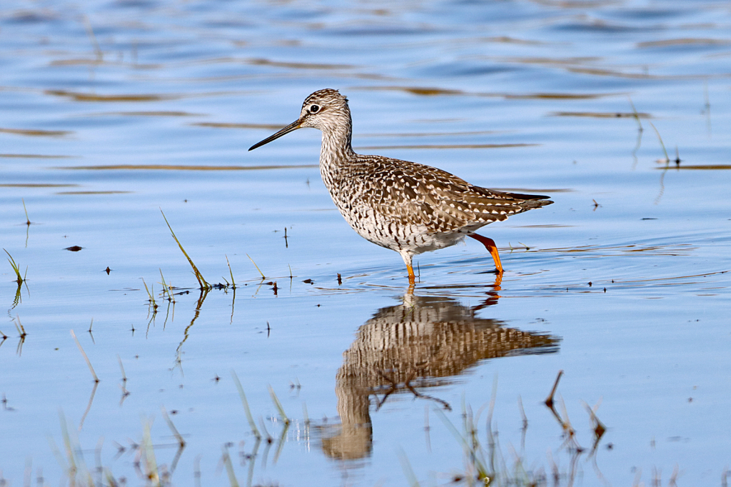 Yellowlegs