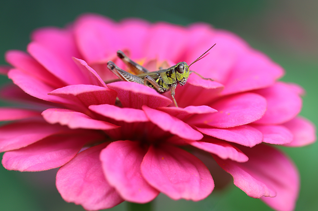 Grasshopper