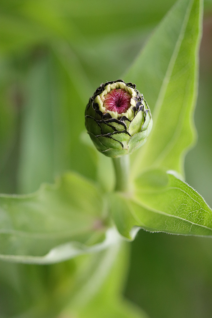 Zinnia Bud