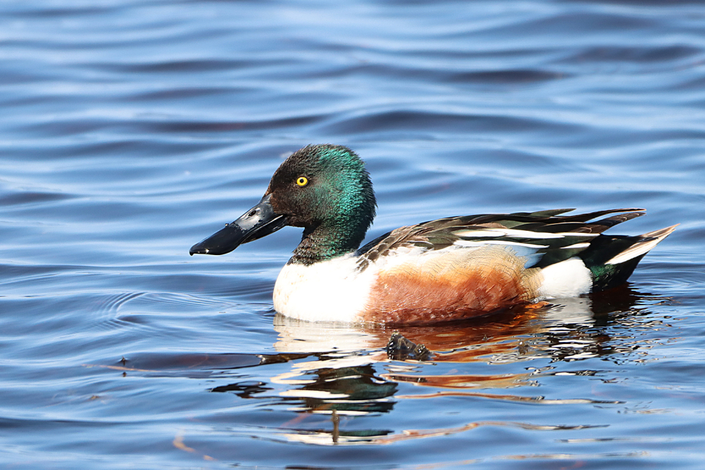 Northern Shoveler