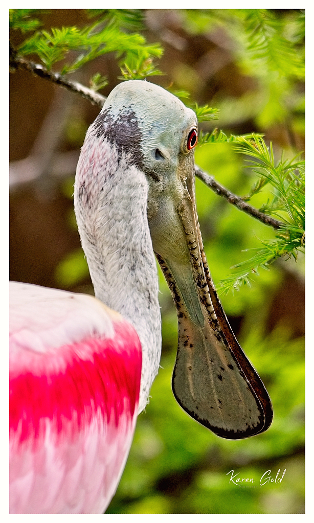 Roseate Spoonbill