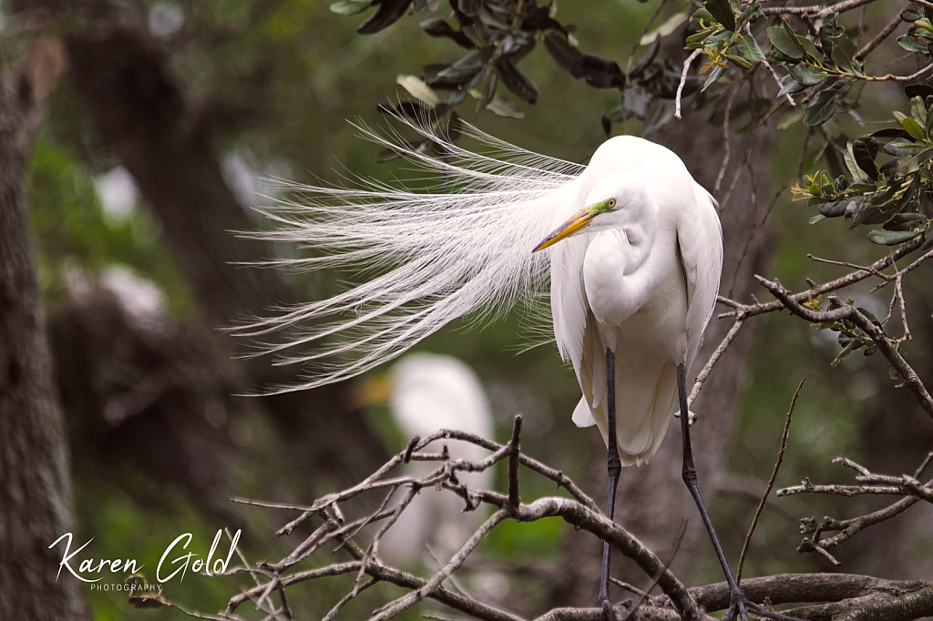 Egret