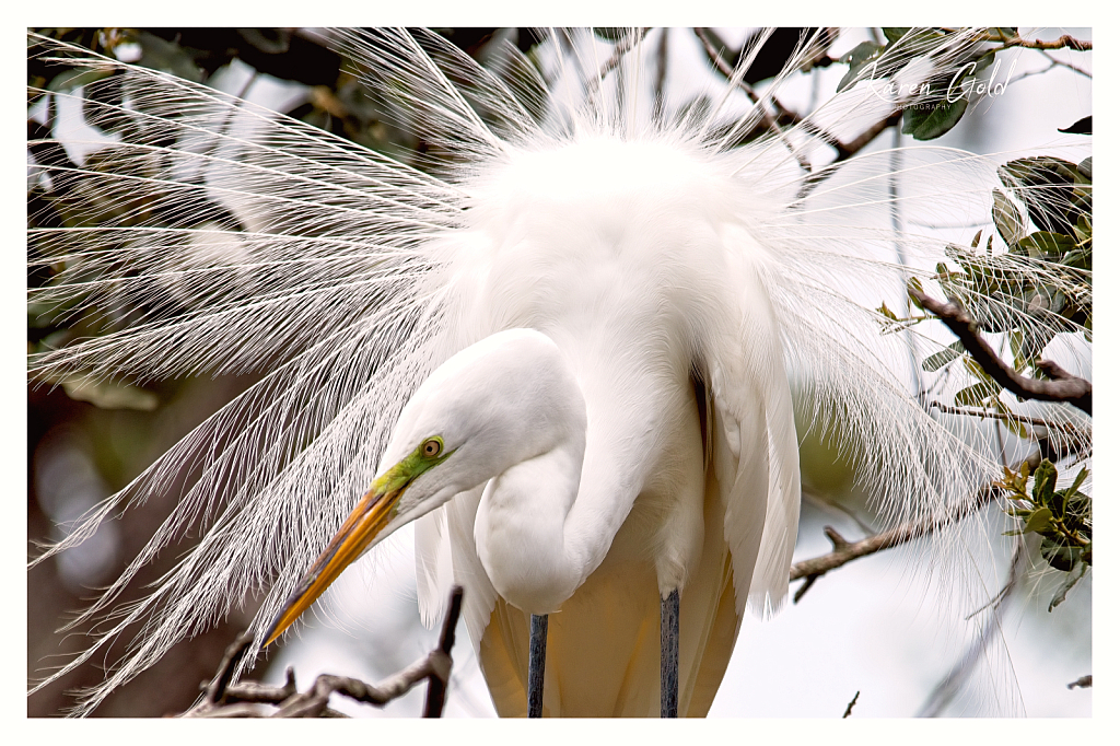 Egret