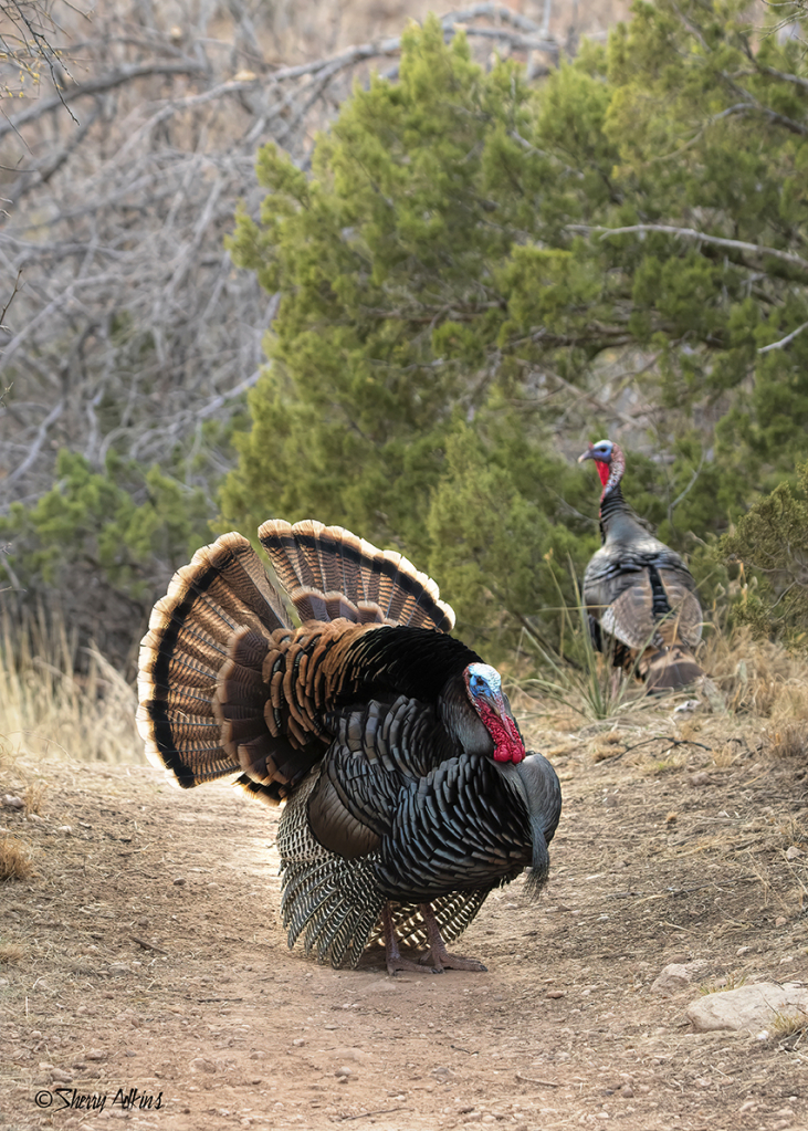 Male Turkey showing off