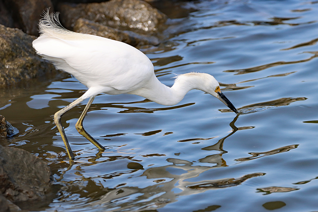 Snowy Egret