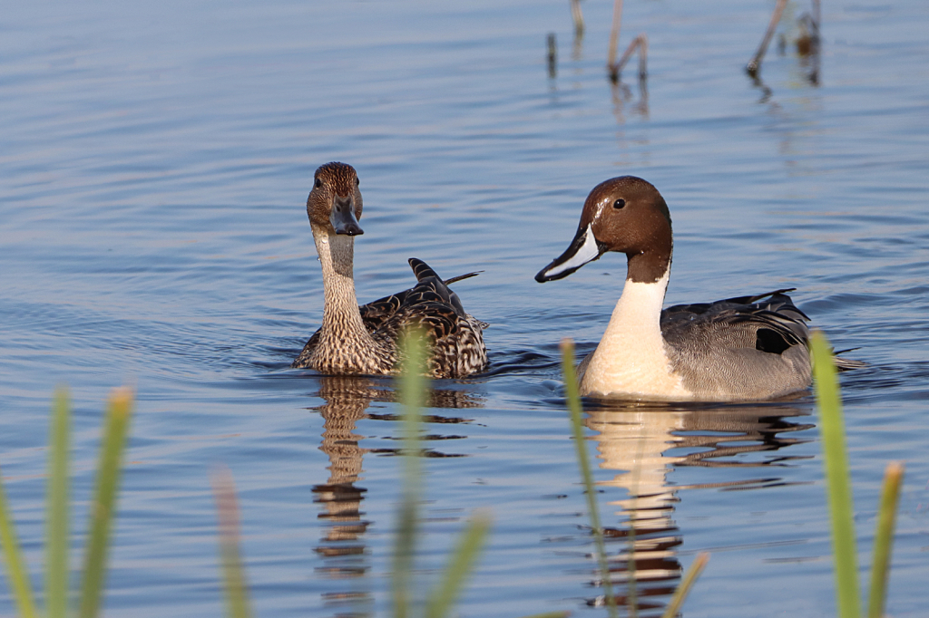Northern Pintail Couple