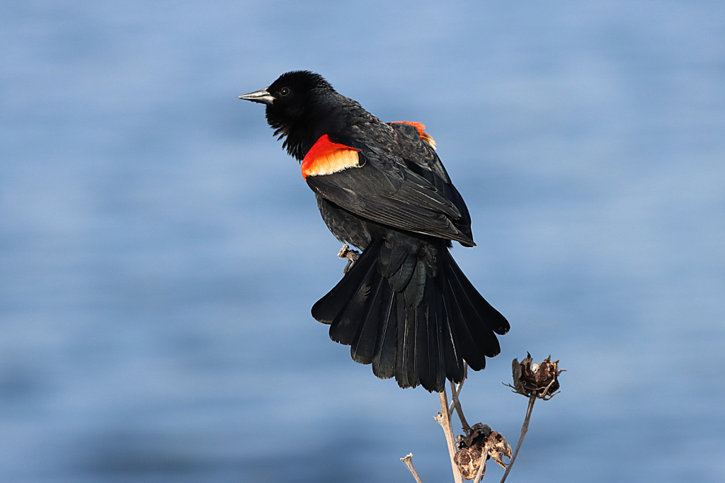 Red-Winged Blackbird 3