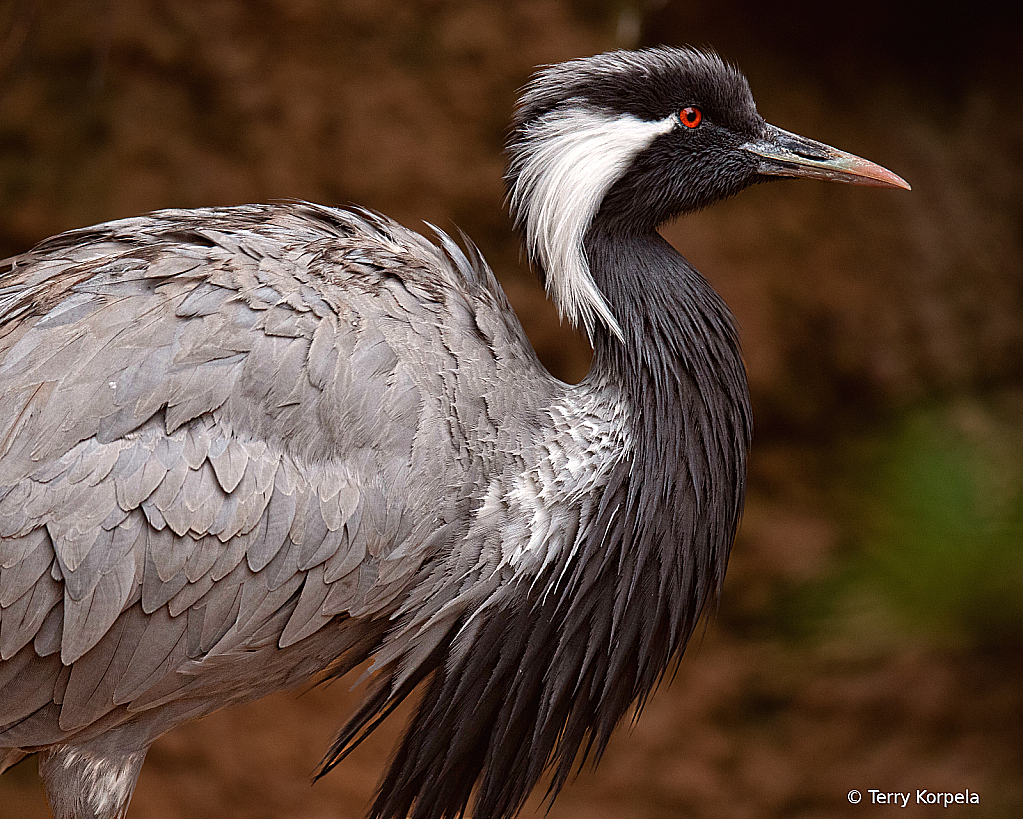 Demoiselle Crane