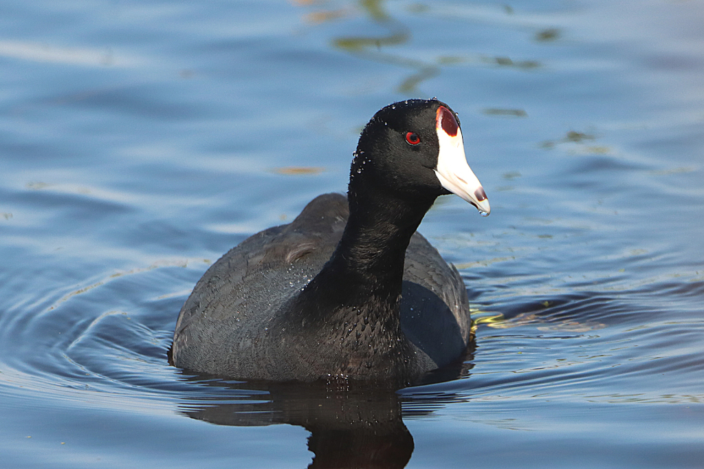 American Coot