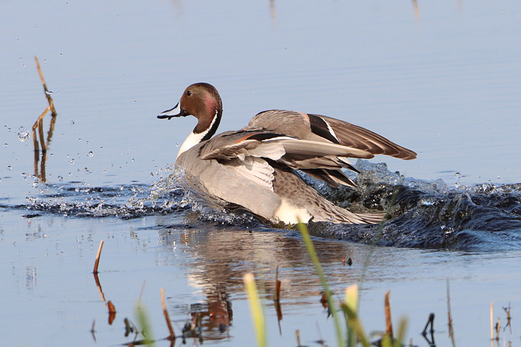 Pintail Landing