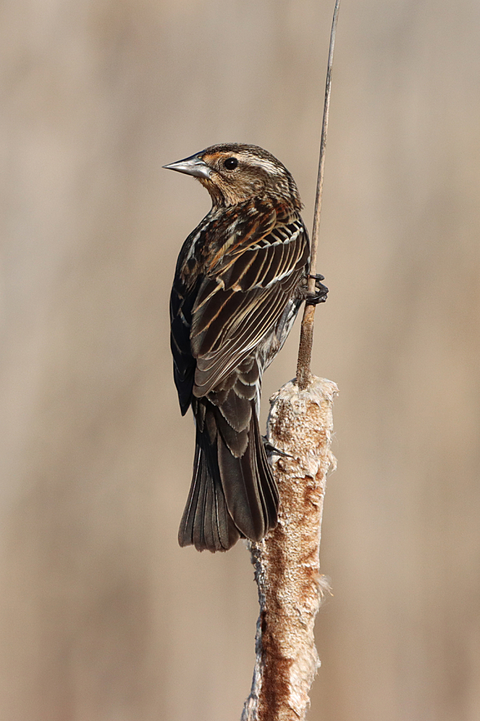 Female Red-winged Blackbird