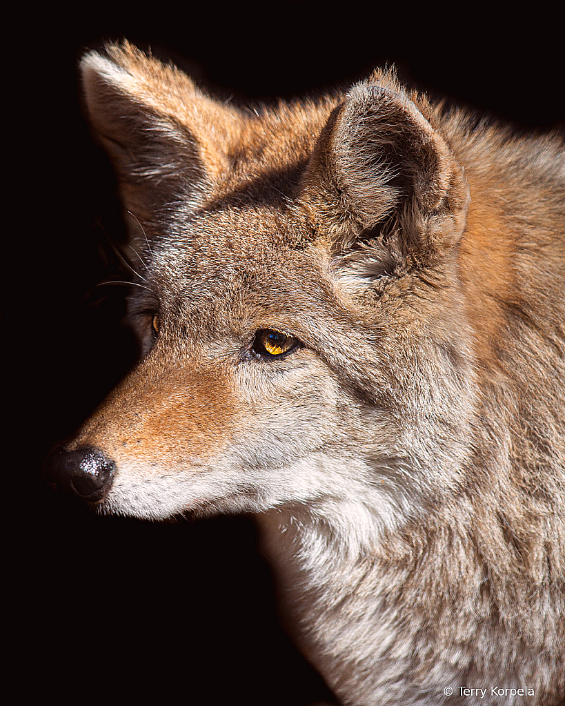 Coyote Portrait