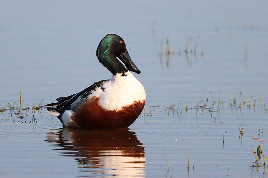 Northern Shoveler 2
