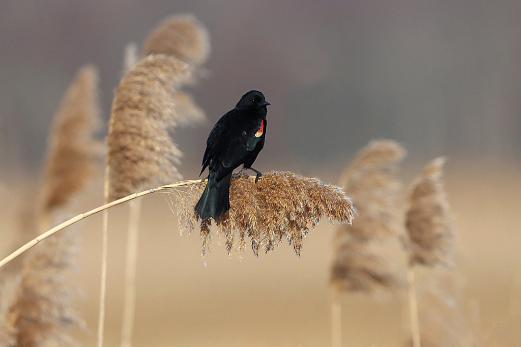 Red-winged Black Bird 4