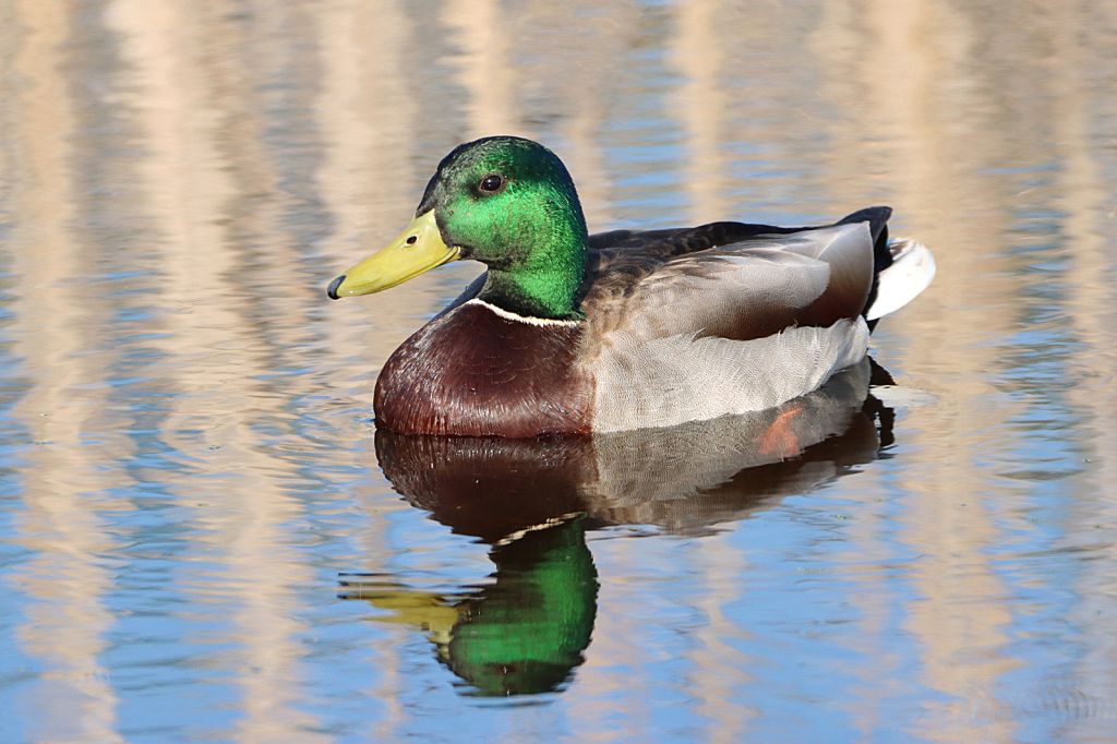Mallard