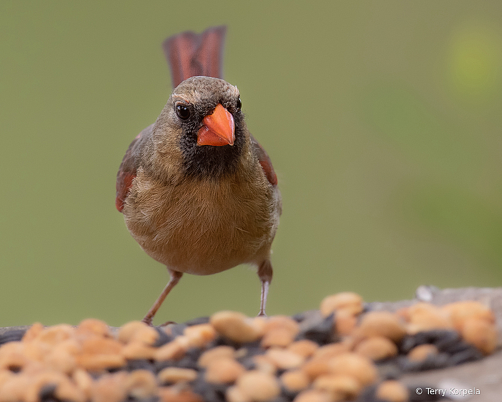 Northern Cardinal (Female)