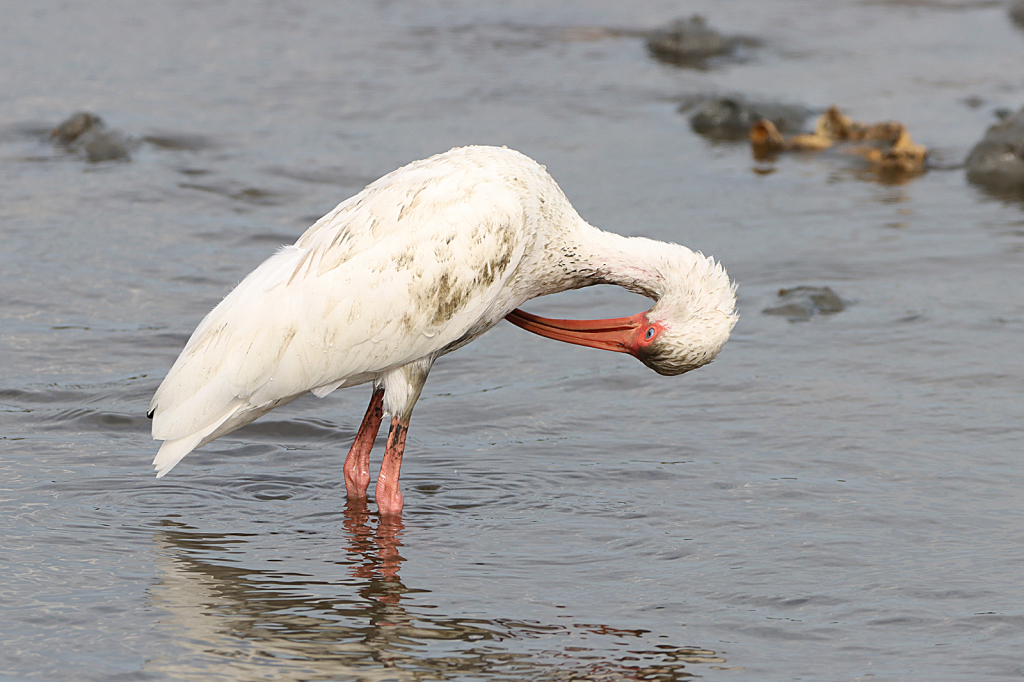 White Ibis Preening