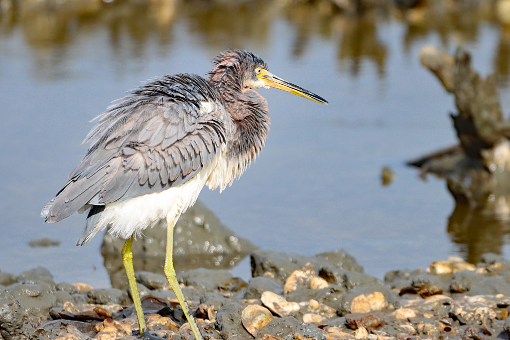 Tricolored Heron