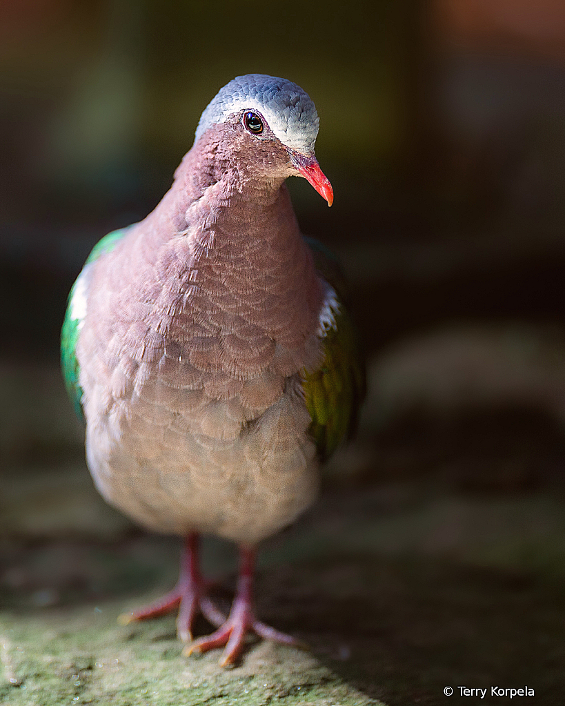 Common Emerald Dove