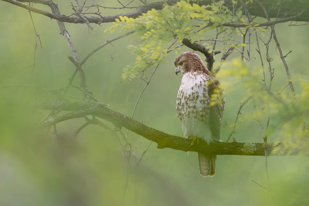 Red Tailed Hawk Through the Leaves