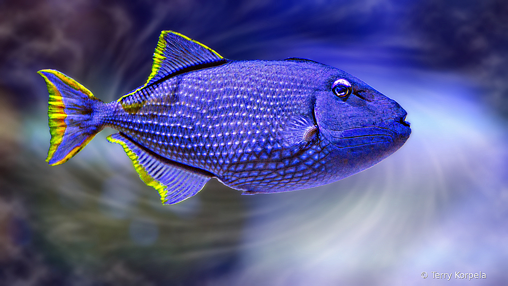 Blue Fish